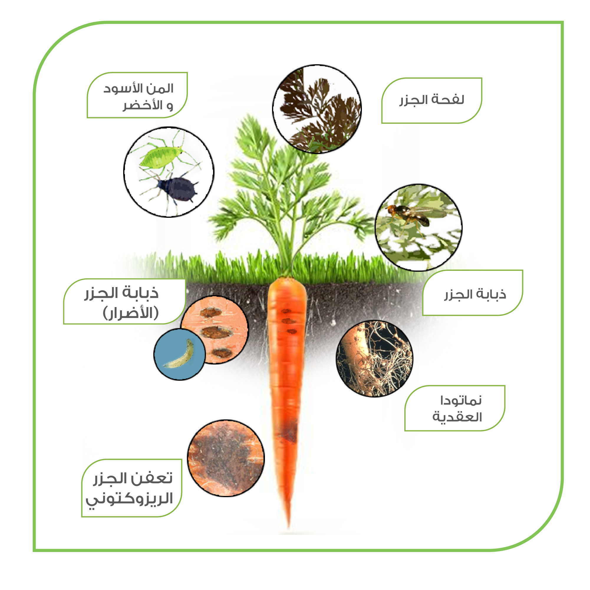 Identification culture