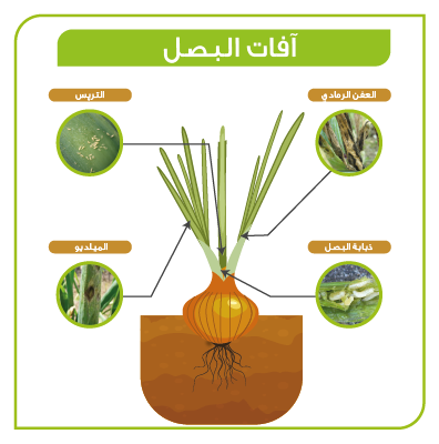 Identification culture